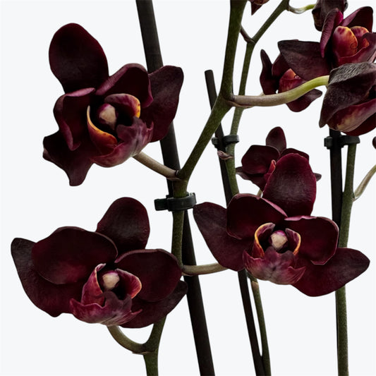 2️⃣4️⃣. Black Swan – Phalaenopsis Orchid | 12cm Nursery Pot | Approx. 65–70cm Tall (Copy)