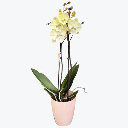 5️⃣6️⃣. I-Hsin Bonjour Limited – Phalaenopsis Orchid | 12cm Nursery Pot | Approx. 60cm Tall