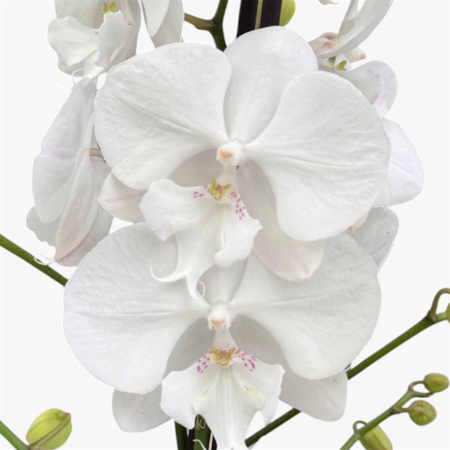 4️⃣8️⃣. Snow White Limited– Phalaenopsis Orchid | 12cm Nursery Pot | Approx. 65–70cm Tall