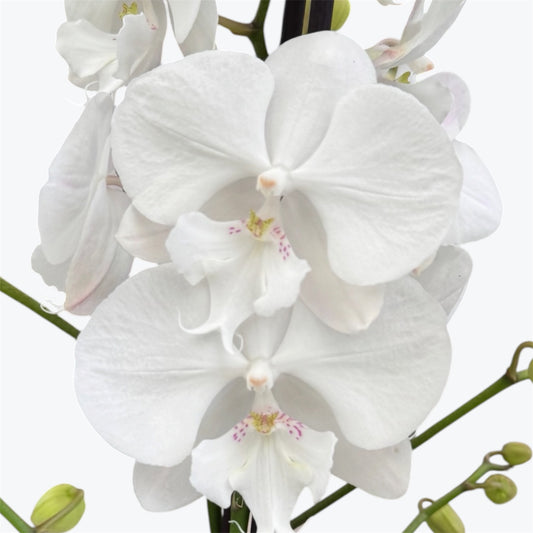 4️⃣8️⃣. Snow White Limited– Phalaenopsis Orchid | 12cm Nursery Pot | Approx. 65–70cm Tall