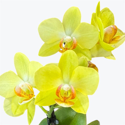 4️⃣6️⃣. ‘Tiny Doll’ Phalaenopsis Orchid – 25cm Tall | 7cm Nursery Pot | 2 Spike Live Flowering Mini Orchid (Mixed Colours)