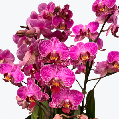 3️⃣6️⃣.Duetto Orchids – Double the Elegance in One Pot | 50cm Tall | 17cm Nursery Pot | Live Flowering Indoor Plant