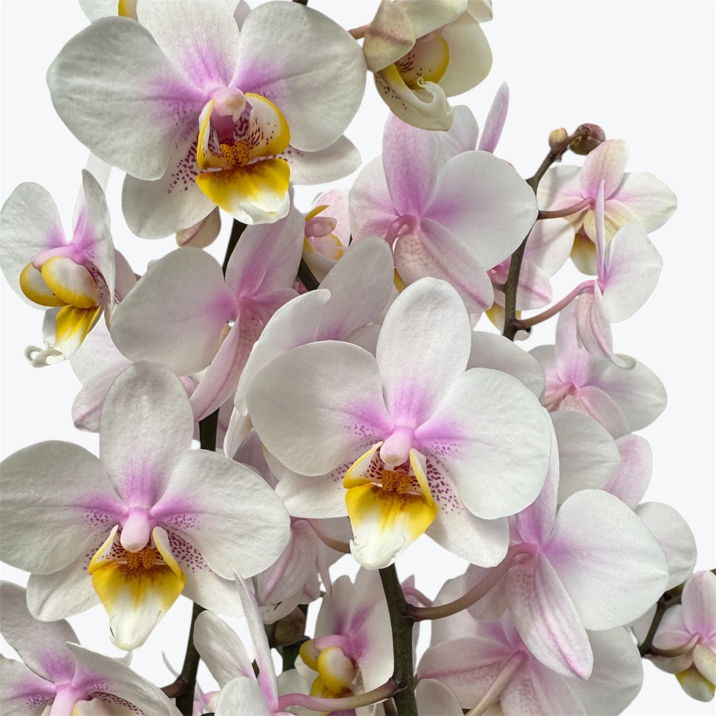 3️⃣6️⃣.Duetto Orchids – Double the Elegance in One Pot | 50cm Tall | 17cm Nursery Pot | Live Flowering Indoor Plant