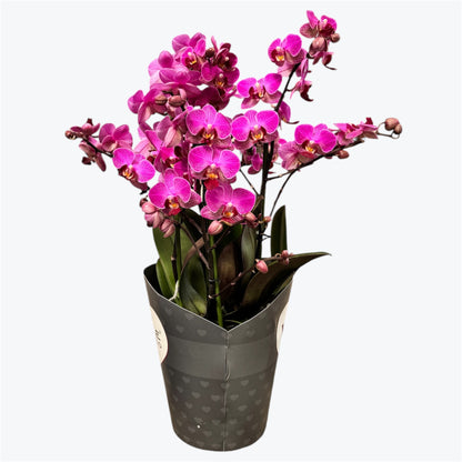 3️⃣6️⃣.Duetto Orchids – Double the Elegance in One Pot | 50cm Tall | 17cm Nursery Pot | Live Flowering Indoor Plant