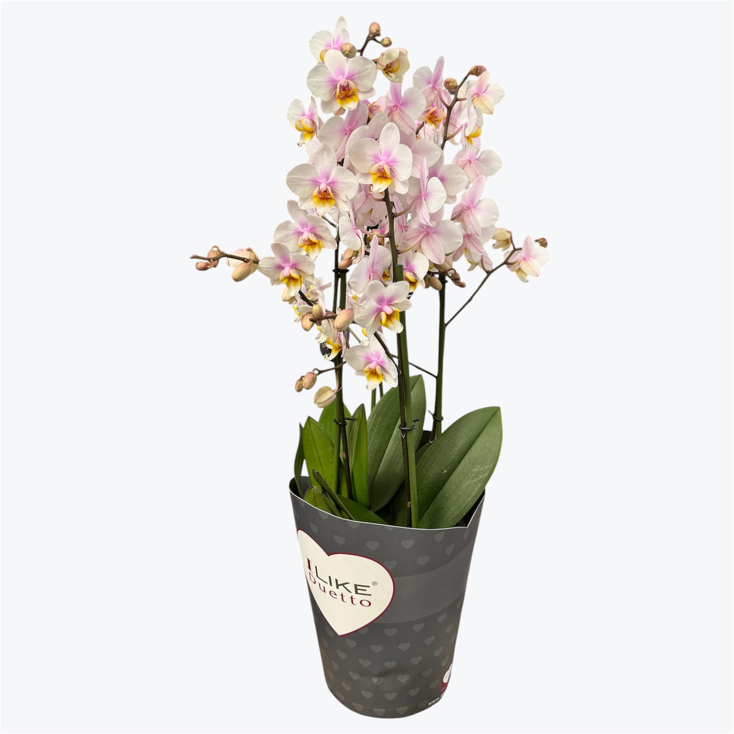 3️⃣6️⃣.Duetto Orchids – Double the Elegance in One Pot | 50cm Tall | 17cm Nursery Pot | Live Flowering Indoor Plant