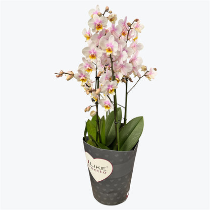 3️⃣6️⃣.Duetto Orchids – Double the Elegance in One Pot | 50cm Tall | 17cm Nursery Pot | Live Flowering Indoor Plant
