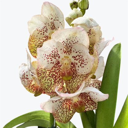 2️⃣2️⃣.Vanda Special colours Orchids – A Burst of Colour & Elegance (Copy)