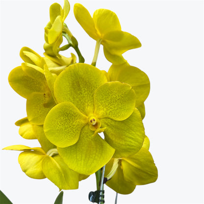 2️⃣2️⃣.Vanda Special colours Orchids – A Burst of Colour & Elegance (Copy)