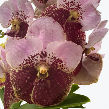 2️⃣2️⃣.Vanda Special colours Orchids – A Burst of Colour & Elegance (Copy)