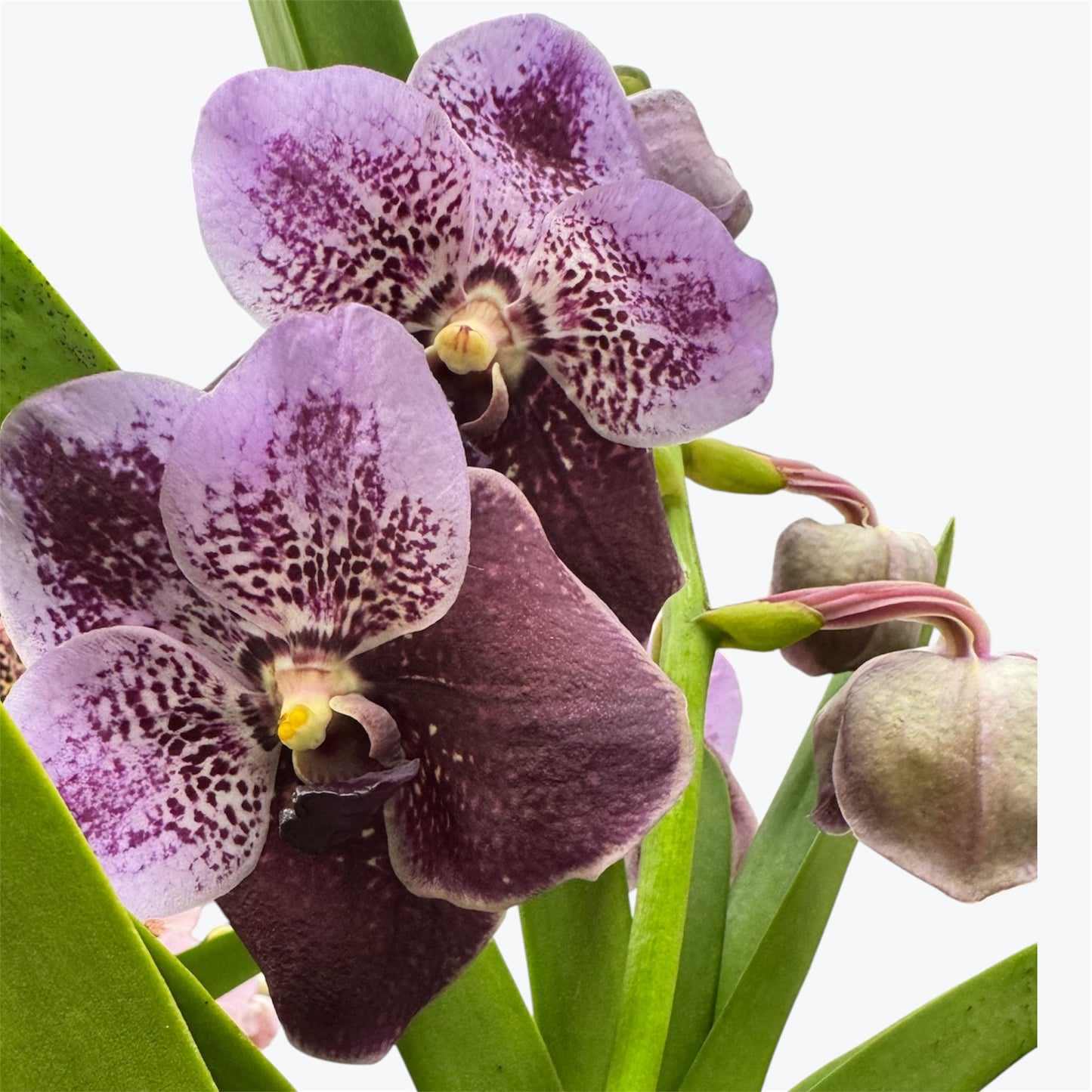 2️⃣2️⃣.Vanda Special colours Orchids – A Burst of Colour & Elegance (Copy)