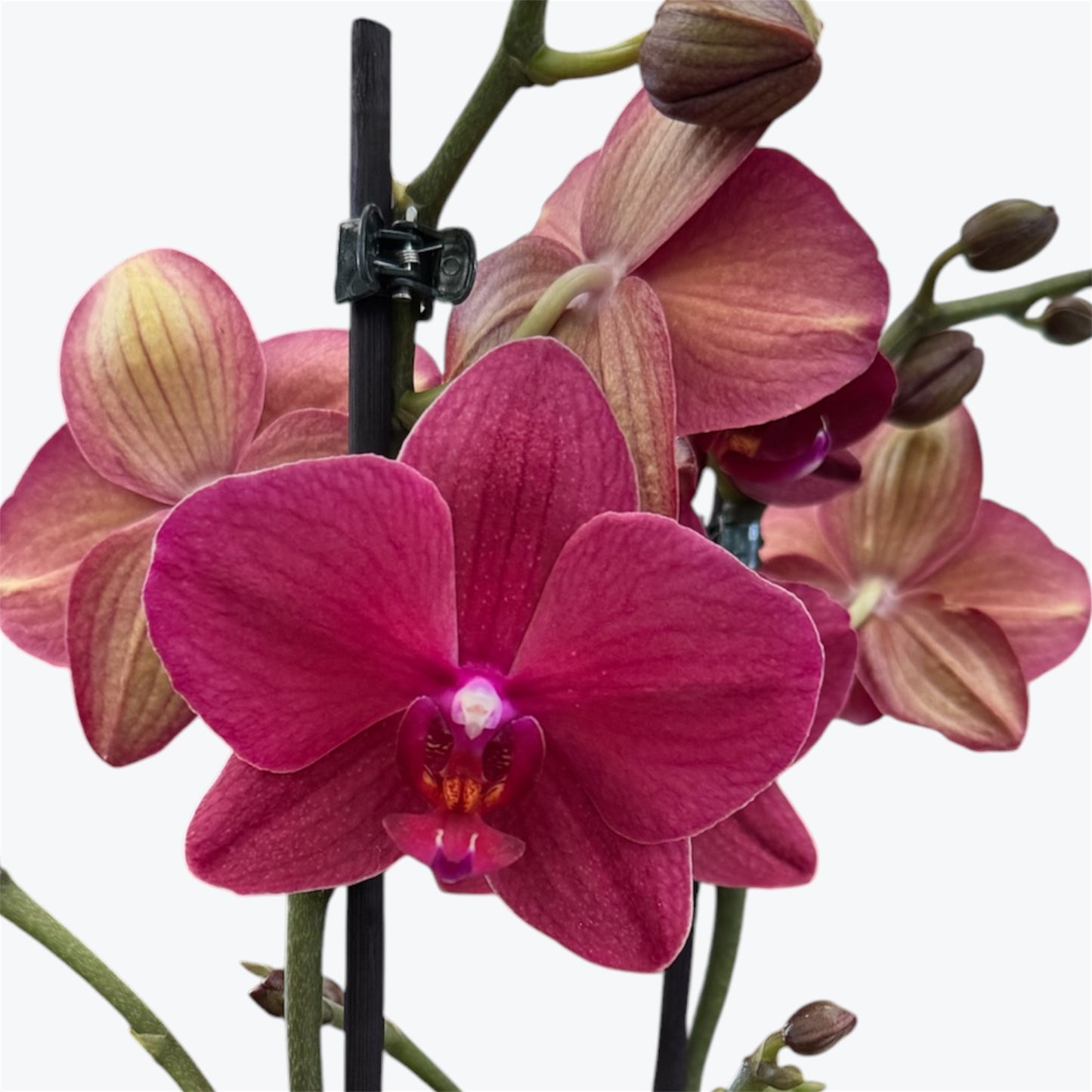8️⃣. Taiwan Limited & Famous Orchid Mix – 12cm Nursery Pot – Approx. 50-60 cm Tall