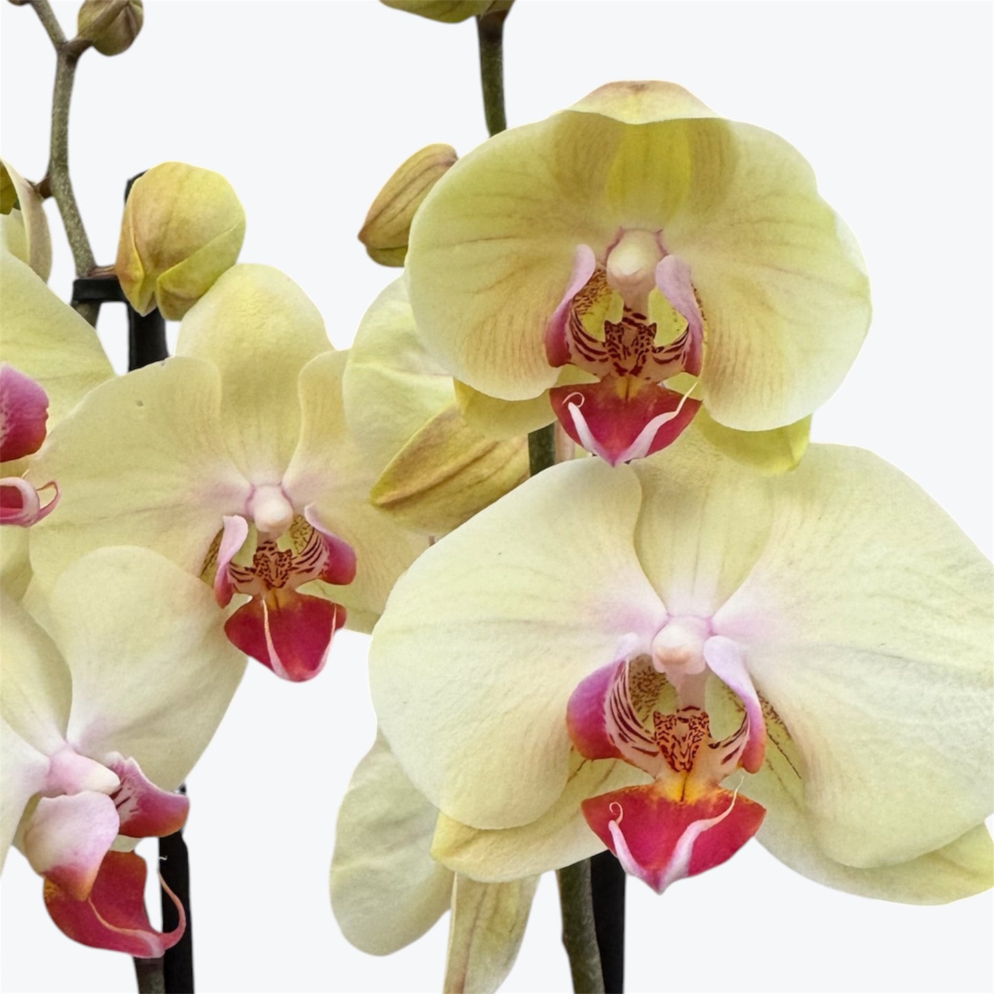 8️⃣. Taiwan Limited & Famous Orchid Mix – 12cm Nursery Pot – Approx. 50-60 cm Tall