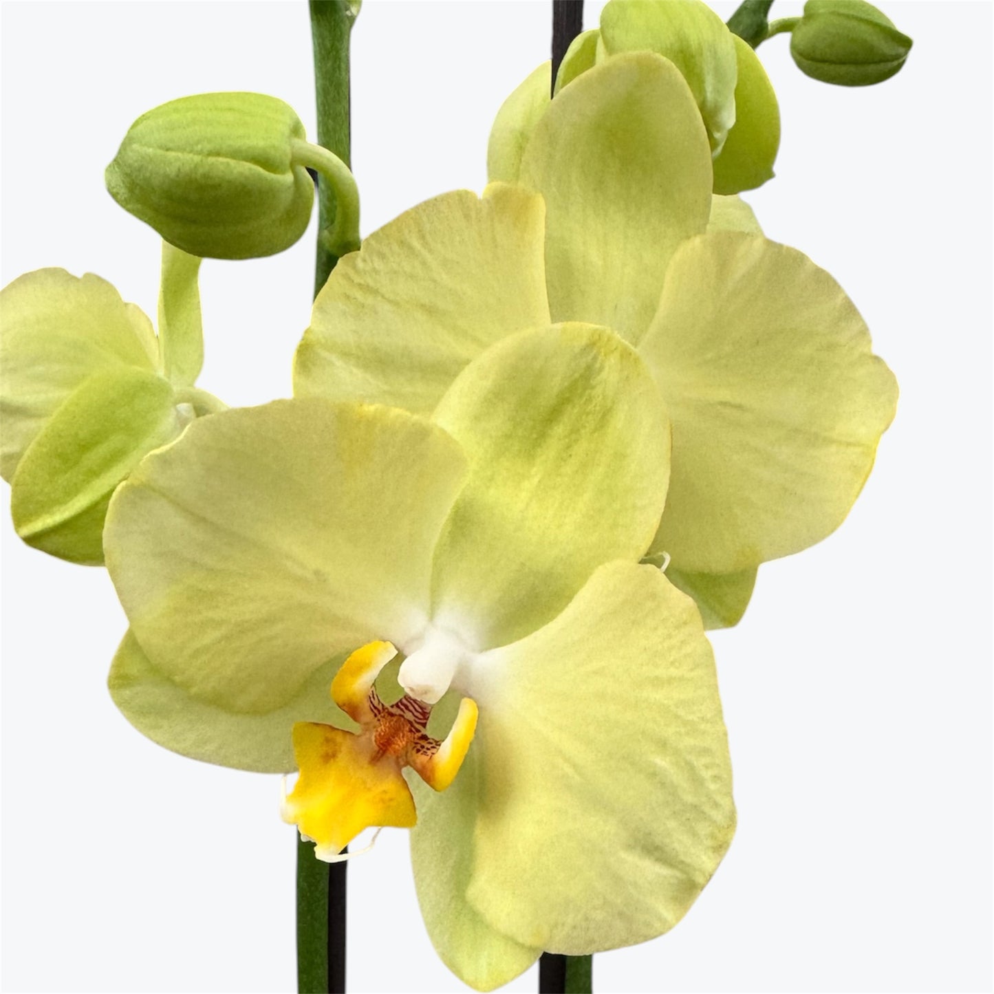 8️⃣. Taiwan Limited & Famous Orchid Mix – 12cm Nursery Pot – Approx. 50-60 cm Tall