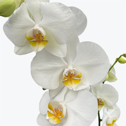 8️⃣. Taiwan Limited & Famous Orchid Mix – 12cm Nursery Pot – Approx. 50-60 cm Tall