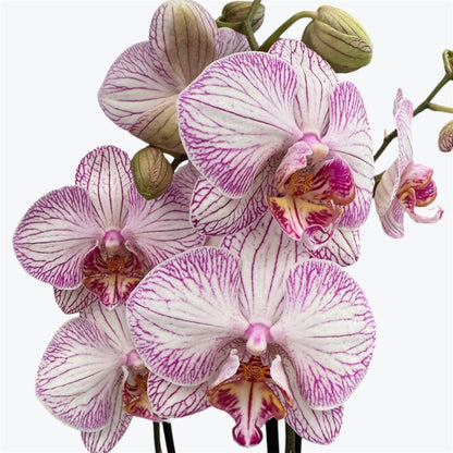 8️⃣. Taiwan Limited & Famous Orchid Mix – 12cm Nursery Pot – Approx. 50-60 cm Tall