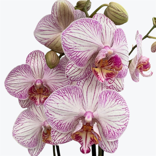 8️⃣. Taiwan Limited & Famous Orchid Mix – 12cm Nursery Pot – Approx. 50-60 cm Tall
