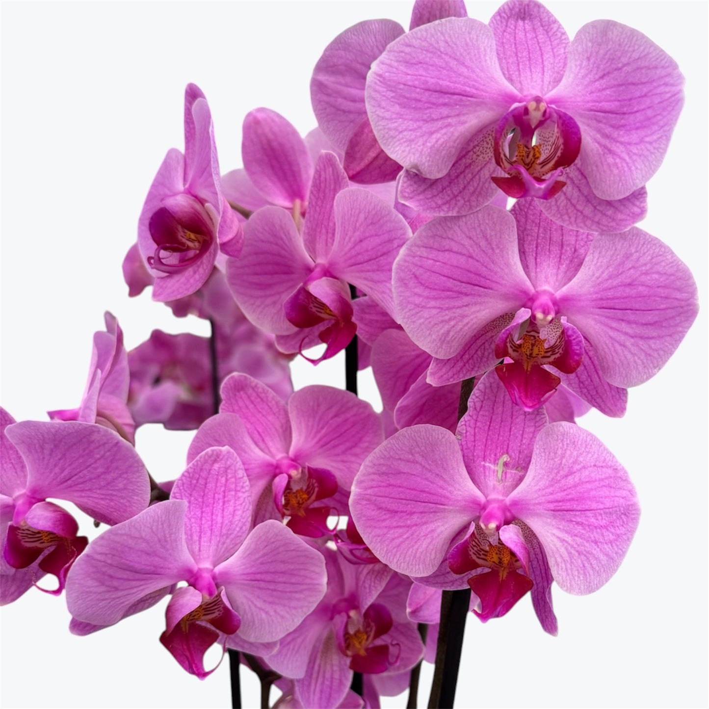 8️⃣. Taiwan Limited & Famous Orchid Mix – 12cm Nursery Pot – Approx. 50-60 cm Tall
