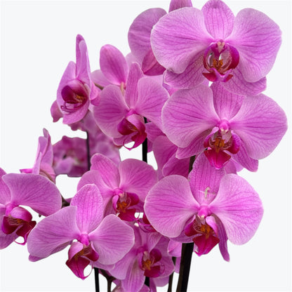 8️⃣. Taiwan Limited & Famous Orchid Mix – 12cm Nursery Pot – Approx. 50-60 cm Tall