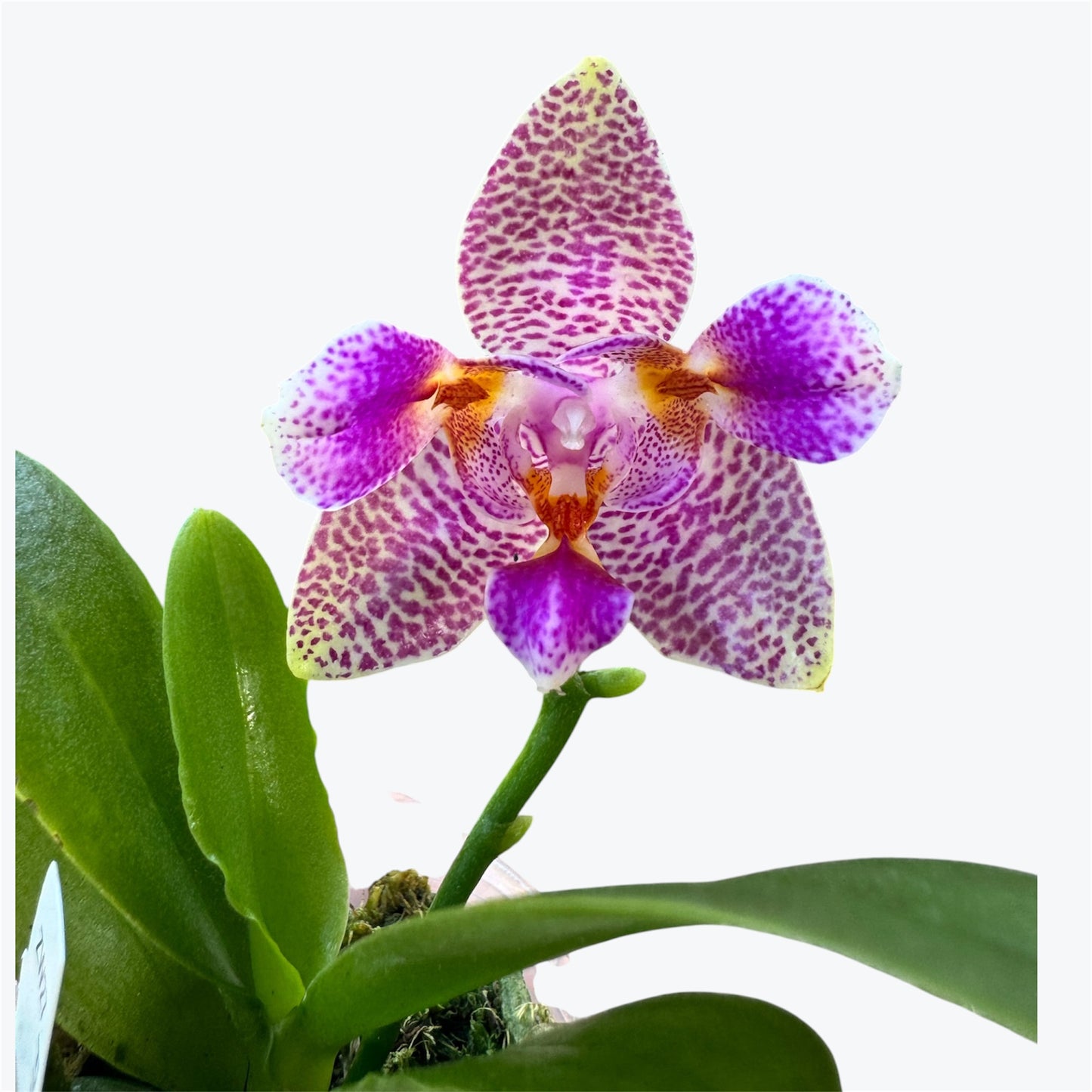 Joy Fairy Tale – Fragranced Young Phalaenopsis Orchid | Pre-Order | 6cm Nursery Pot