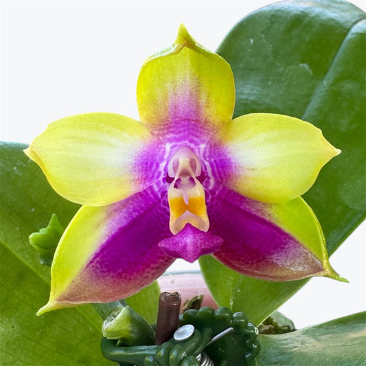 2️⃣4️⃣. Bellina Bear Queen – Fragranced Young Phalaenopsis Orchid | Pre-Order | 8cm Nursery Pot