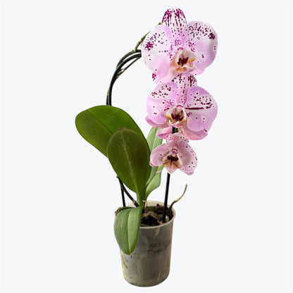 1️⃣2️⃣. Cascading Big Bloom Orchid – Phalaenopsis Orchid | 9cm Nursery Pot