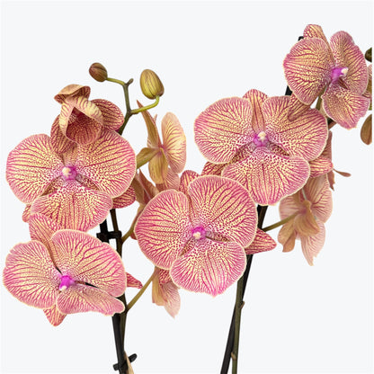 5️⃣3️⃣. Maple Syrup Big Lip NOT IN BLOOM– Phalaenopsis Orchid | 12cm Nursery Pot