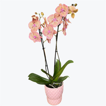 5️⃣3️⃣. Maple Syrup Big Lip NOT IN BLOOM– Phalaenopsis Orchid | 12cm Nursery Pot