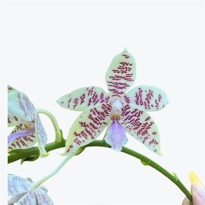 9️⃣6️⃣.Phalaenopsis Hieroglyphica var. flava 'Glory' Fragranced– Pre-order Phalaenopsis Orchid | 9cm Nursery Pot