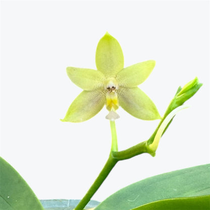 9️⃣5️⃣.Mentawainensis King No.1 – Rare Fragranced Species Orchid | Young Plant | 8cm Nursery Pot