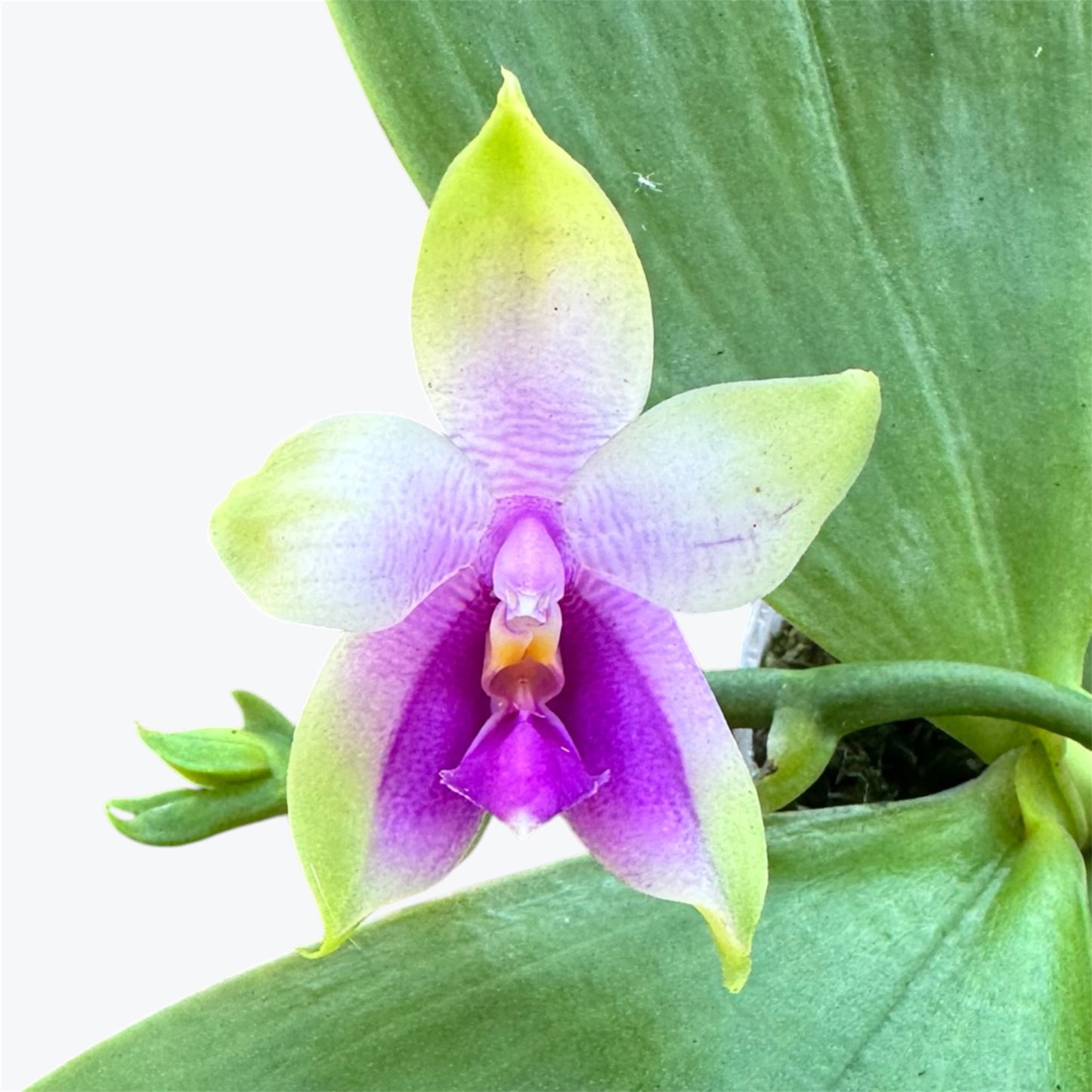 5️⃣1️⃣. Phal. Samera – Bellina Glory × Violacea Sixteen Pink | Rare Fragranced Orchid | Young Plant | 8cm Nursery Pot