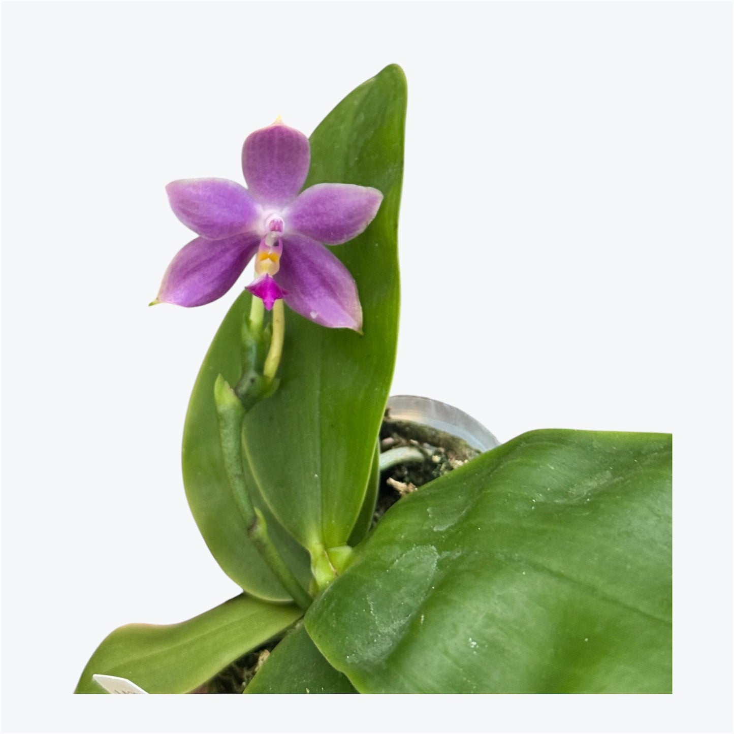 110. KS Samera 'Shooting Star' × Violacea Indigo – Rare Fragrant Phalaenopsis Orchid | Young Plant | 8cm Nursery Pot