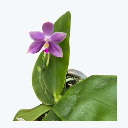 110. KS Samera 'Shooting Star' × Violacea Indigo – Rare Fragrant Phalaenopsis Orchid | Young Plant | 8cm Nursery Pot