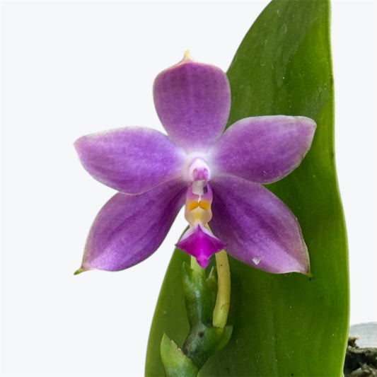 110. KS Samera 'Shooting Star' × Violacea Indigo – Rare Fragrant Phalaenopsis Orchid | Young Plant | 8cm Nursery Pot