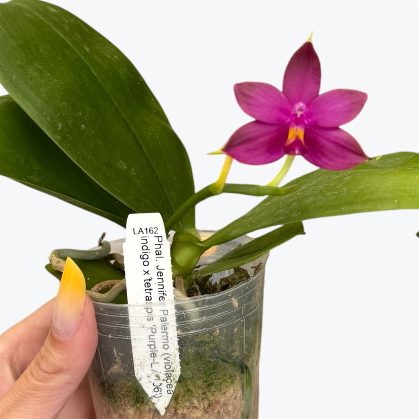 111. Jennifer Palermo – Rare Fragrant Phalaenopsis Orchid | Young Plant | 8cm Nursery Pot | 10cm Tall