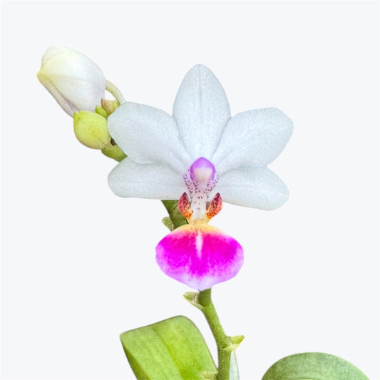 114. Phalaenopsis Equelacea × Anna-Larati Soekardi – Rare Fragrant Orchid Hybrid | 8cm Nursery Pot | 25cm Tall | Some Plants in Bloom