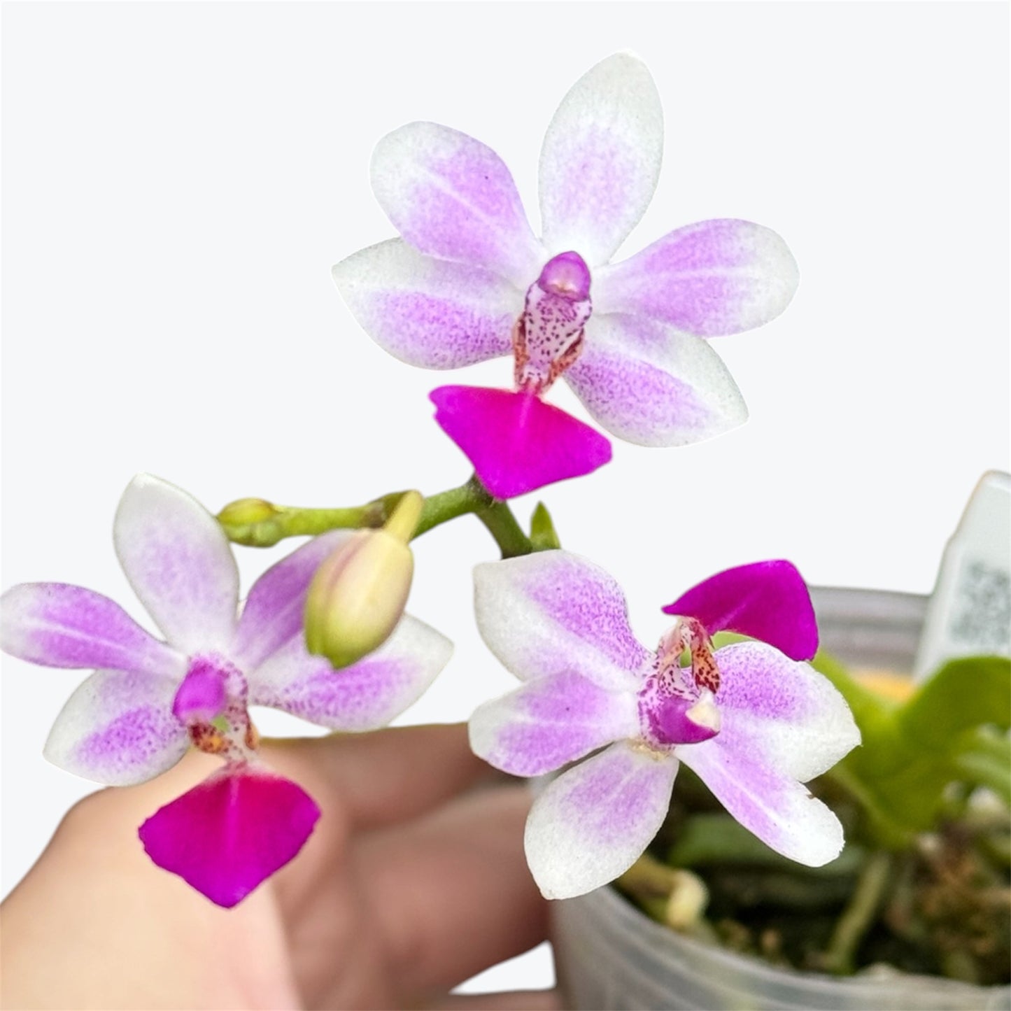114. Phalaenopsis Equestris × Anna-Larati Soekardi – Rare Fragrant Orchid Hybrid | 8cm Nursery Pot | 25cm Tall | Some Plants in Bloom