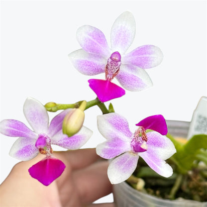 114. Phalaenopsis Equestris × Anna-Larati Soekardi – Rare Fragrant Orchid Hybrid | 8cm Nursery Pot | 25cm Tall | Some Plants in Bloom