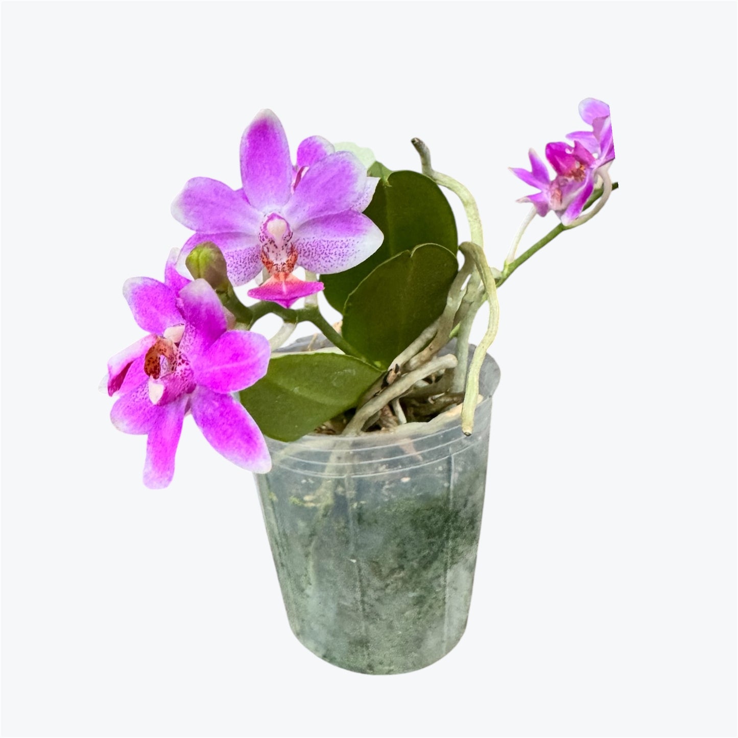 114. Phalaenopsis Equestris × Anna-Larati Soekardi – Rare Fragrant Orchid Hybrid | 8cm Nursery Pot | 25cm Tall | Some Plants in Bloom
