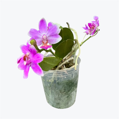 114. Phalaenopsis Equestris × Anna-Larati Soekardi – Rare Fragrant Orchid Hybrid | 8cm Nursery Pot | 25cm Tall | Some Plants in Bloom