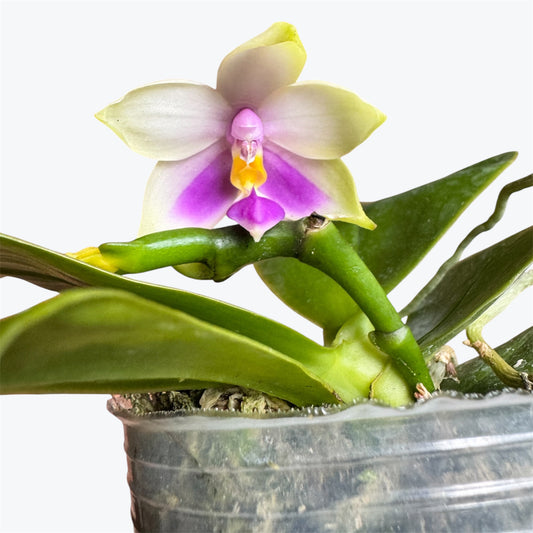 125. Bellina var. Coerulea – Rare Blue Bellina Species Orchid | 8cm Nursery Pot | Young Plant | Not in Bloom