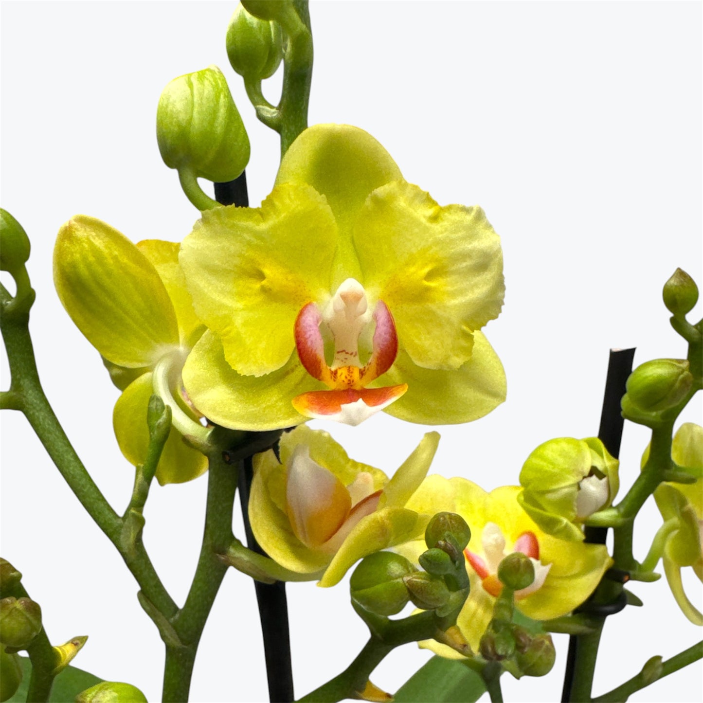 1️⃣2️⃣.Phalaenopsis Hornglin Moore Peloric Butterfly – Rare Butterfly Orchid | 12cm Nursery Pot | 35cm Tall