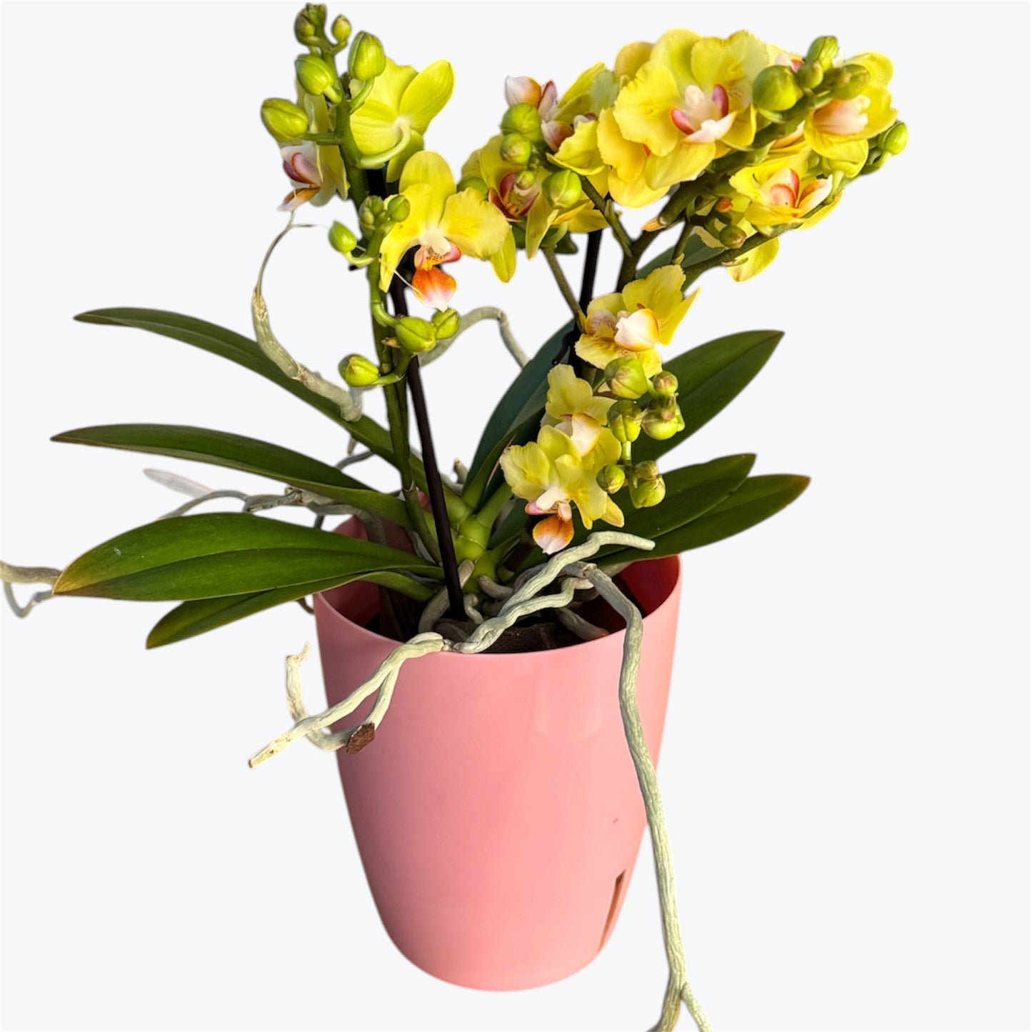 1️⃣2️⃣.Phalaenopsis Hornglin Moore Peloric Butterfly – Rare Butterfly Orchid | 12cm Nursery Pot | 35cm Tall