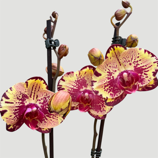 5️⃣1️⃣. Phalaenopsis Happy Magician – Exotic Mottled Orchid | 12cm Nursery Pot