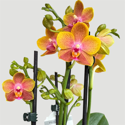 4️⃣.Phalaenopsis Brother Sara Gold – Limited Edition Fragrant Orchid | 12cm Nursery Pot | In Bloom