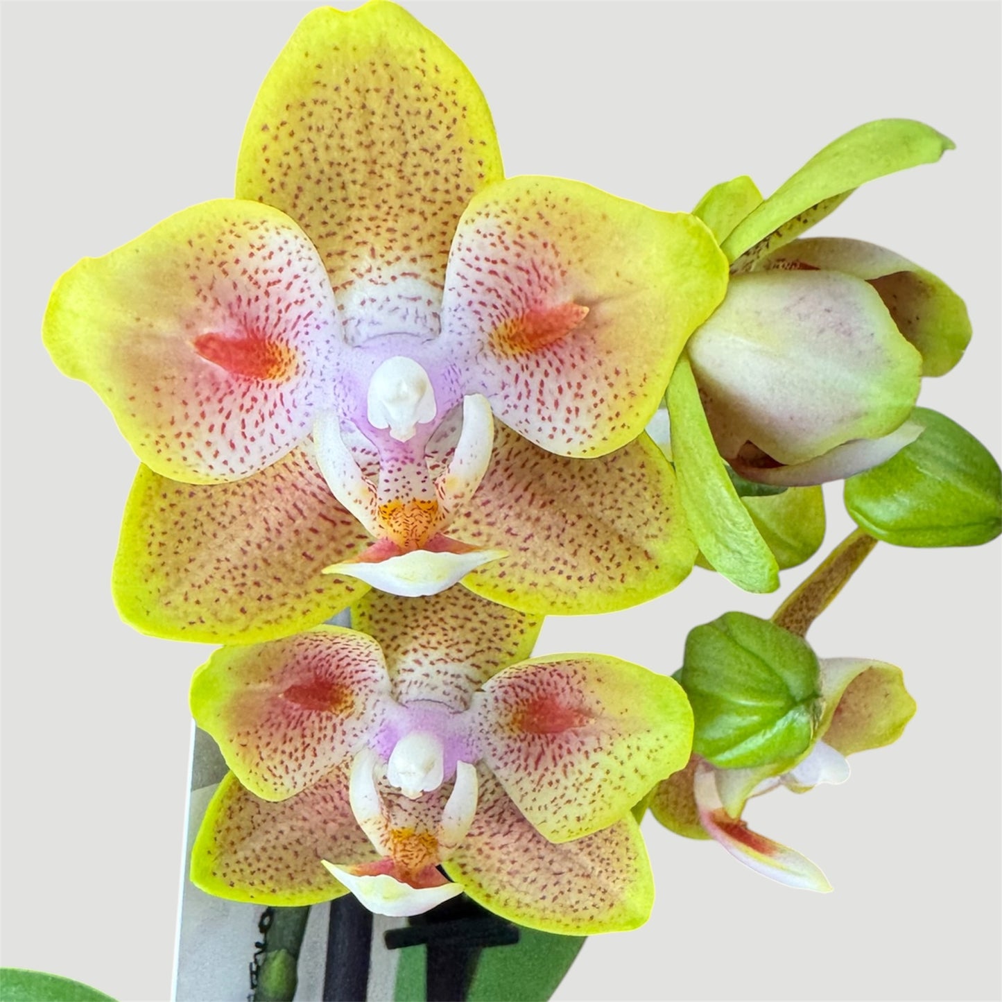 1️⃣2️⃣. Yaphon Yellow Batman – Limited Edition Peloric Butterfly Bloom Phalaenopsis Orchid