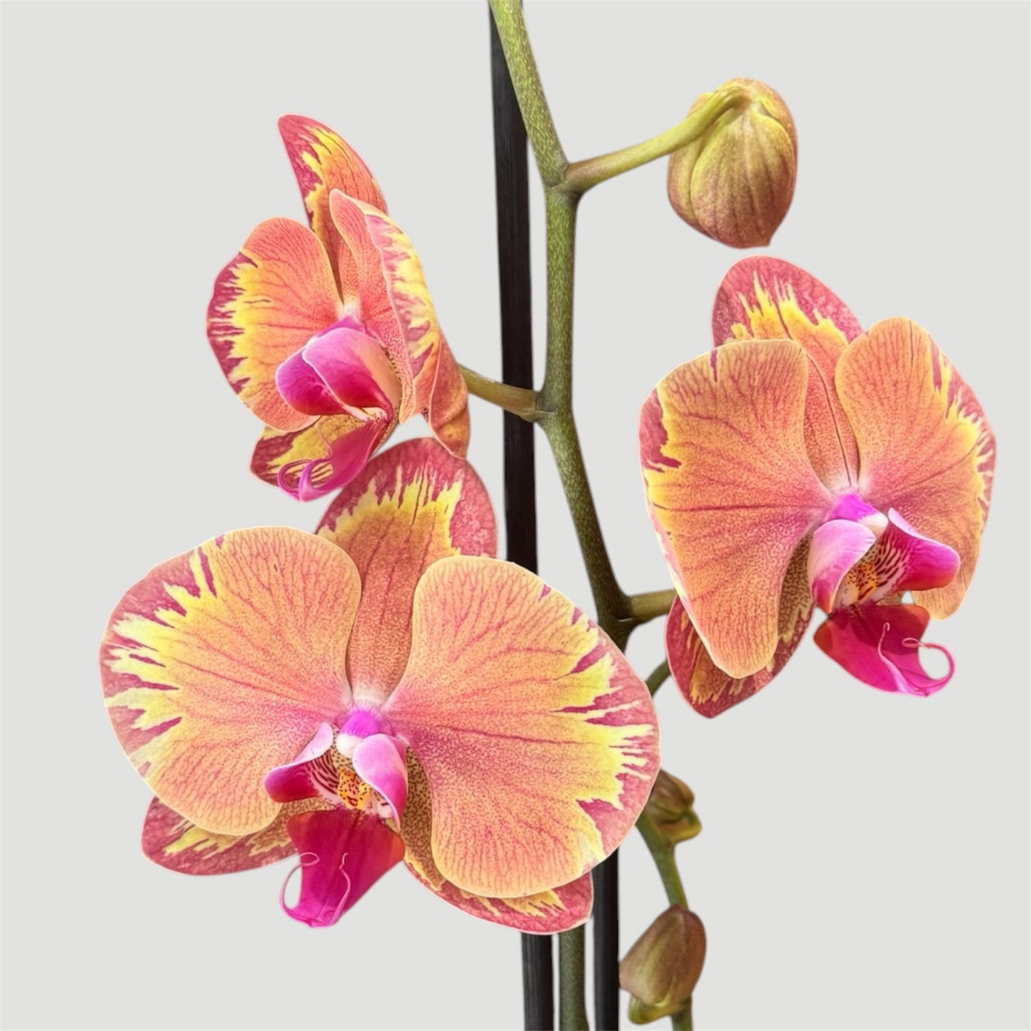 4️⃣.Phalaenopsis Firestorm / In Bloom