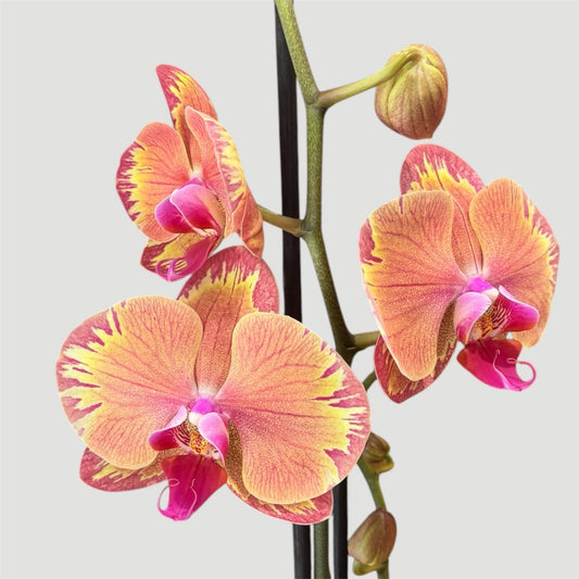 4️⃣.Phalaenopsis Firestorm / In Bloom