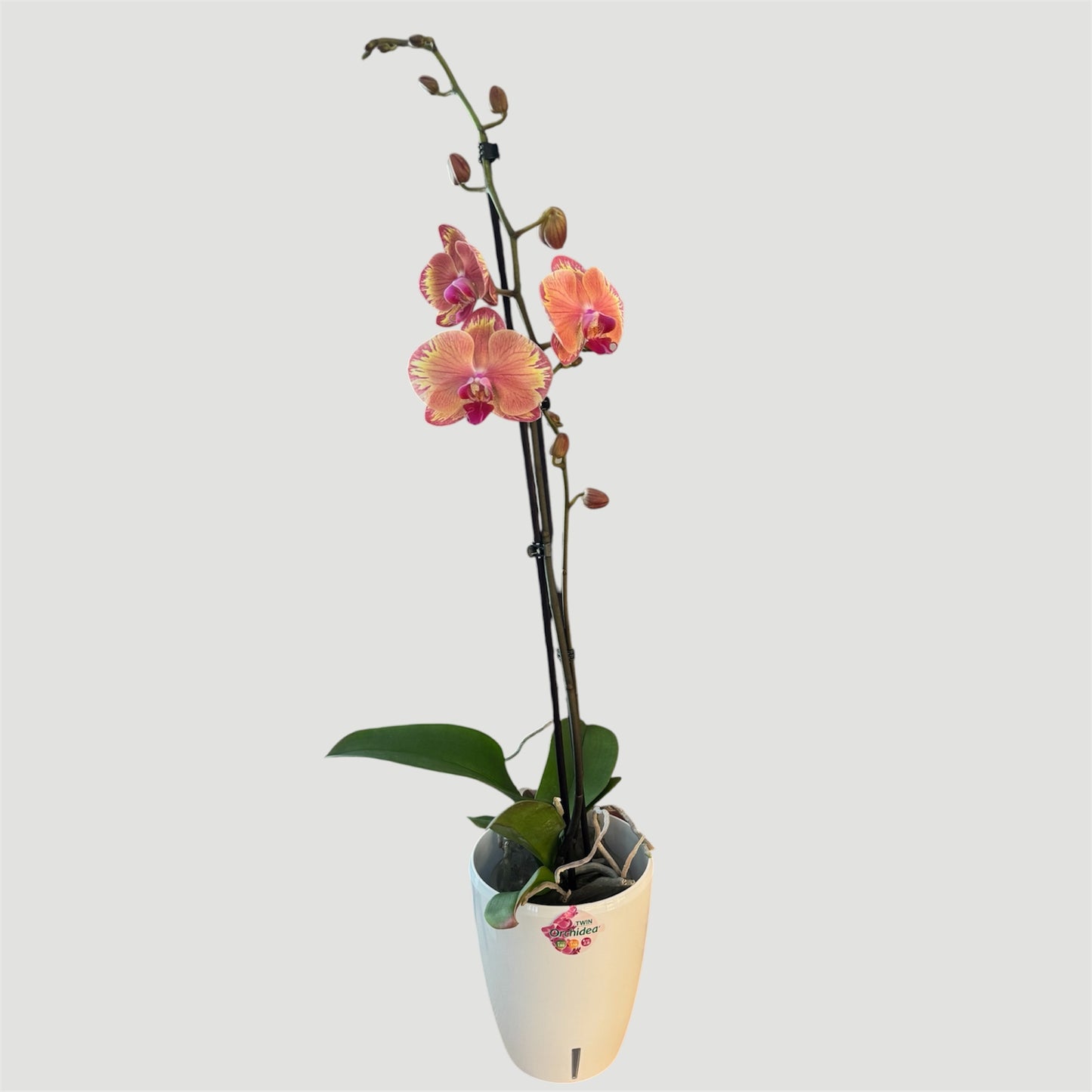 4️⃣.Phalaenopsis Firestorm / In Bloom