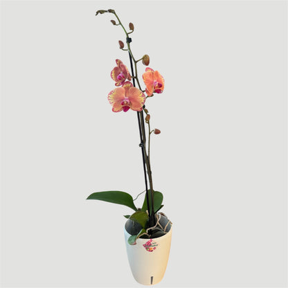 4️⃣.Phalaenopsis Firestorm / In Bloom