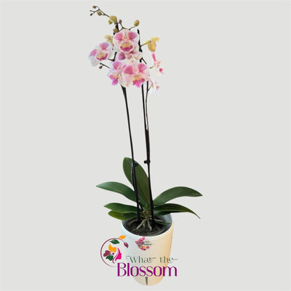 99. Pearl Big Lip Peloric Orchid – Phalaenopsis | Approx. 55cm Tall | 12cm Nursery Pot